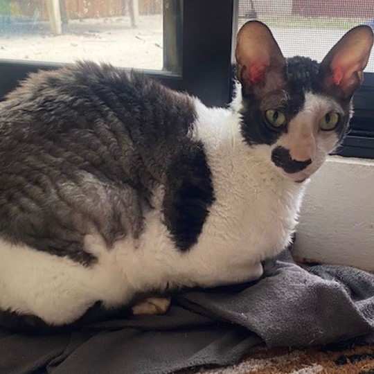 Ash Cornish Rex lost 9 dec